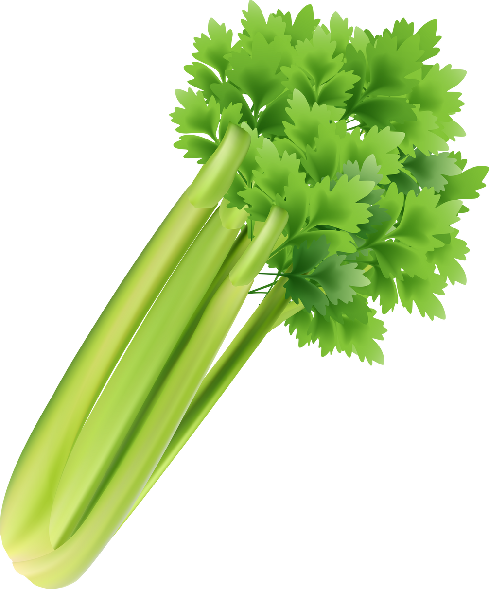 Celery Illustration